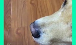 狗子吃瓜拉稀,探究原因及预防措施