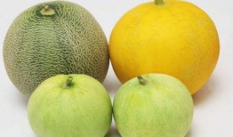 吃瓜嗓子齤,揭秘网络热词背后的趣味与内涵