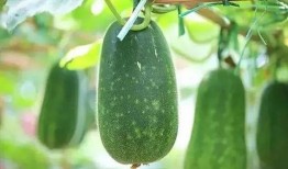 长篇吃瓜文,一场长篇吃瓜文的精彩回顾