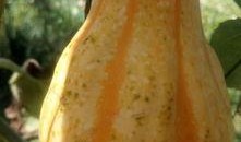 大奇来了直播吃瓜,揭秘娱乐圈幕后真相