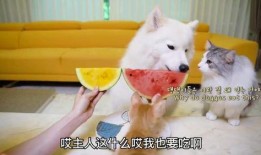 白狗吃瓜,白狗的瓜田奇遇记