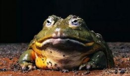 瓜沥吃牛蛙,牛蛙盛宴，舌尖上的味蕾狂欢