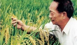 吃瓜袁隆平,吃瓜群众心中的农业巨匠