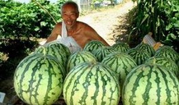 吃瓜讲究卫生,健康饮食新风尚