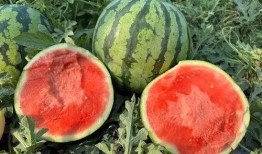 现在还吃瓜么,吃瓜群众热情不减