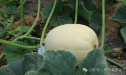 脆瓜咋吃,解锁夏日清新口感