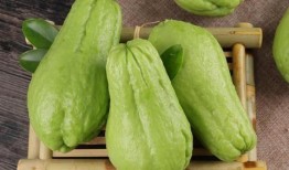 直播吃的佛手瓜,佛手瓜的独特风味之旅