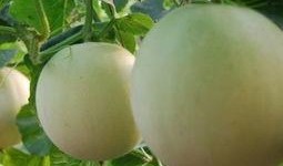 吃瓜后发痒,揭秘瓜果过敏背后的真相