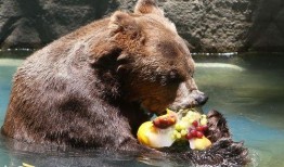 动物小熊吃瓜视频,瓜果乐园欢乐多