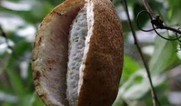 八月瓜可以吃吗,美味可口的天然野果，你了解多少？