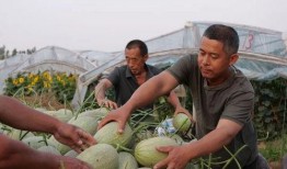 后屯村吃瓜,共享欢乐时光