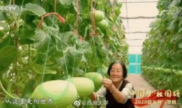 武仁林地里吃瓜,夏日田园美食之旅