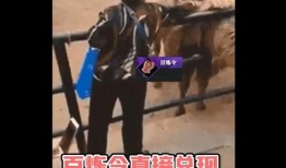 吃瓜密码逆水寒,揭秘吃瓜密码背后的江湖风云