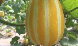 校园里吃瓜,揭秘校园里的那些“秘密”