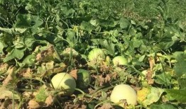 吃的玉瓜,探寻传统与创新的完美融合