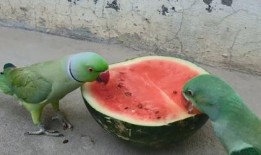 吃瓜的鹦鹉,揭秘娱乐圈幕后趣闻