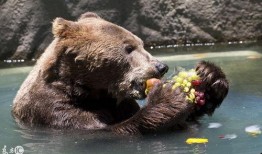 动物小熊吃瓜视频,瓜果乐园欢乐多