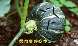 吃瓜食种,揭秘夏日消暑美食的奥秘