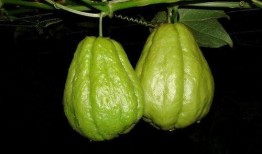 直播吃的佛手瓜,佛手瓜的独特风味之旅