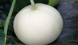 吃甜梨瓜肚子胀,甜梨瓜引发肚子胀的真相解析