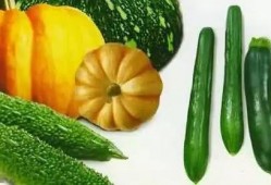 木偶吃瓜,瓜田里的奇幻冒险