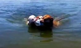 鹿大妈吃瓜,鹿大妈的瓜田奇遇记