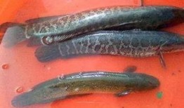 瓜哥吃瓜乌鱼是哪一集,揭秘热门剧集背后的美食诱惑