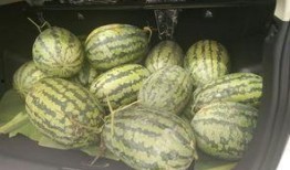 长垣吃瓜升高凳,凳子升高的趣味解读