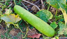 吃角瓜伤肾吗,揭秘食用角瓜与肾脏健康的关系”