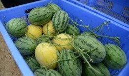 永久吃瓜群440206,一场全民参与的狂欢盛宴