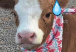 南王吃瓜抖音,揭秘抖音热门事件背后的真相