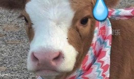 南王吃瓜抖音,揭秘抖音热门事件背后的真相