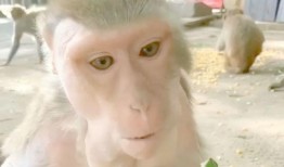 猴王吃瓜视频,瓜果盛宴欢乐多