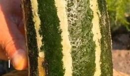 带你吃瓜的公司