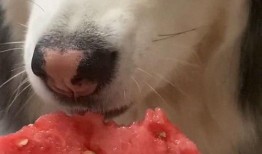 崔狗子带你吃瓜,崔狗子带你领略娱乐圈最新“吃瓜”盛宴