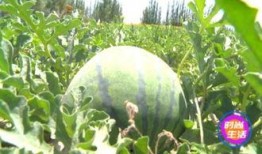 七七吃不停吃瓜,瓜界新宠儿