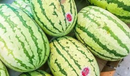 最近在吃的瓜是什么瓜,“吃瓜群众”追捧的神秘瓜种