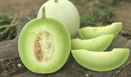 可以直接吃的瓜叫什么瓜,可直接食用的美味瓜类大盘点