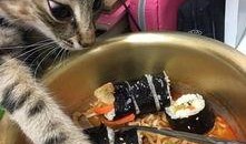 吃瓜群众猫咪,猫咪视角下的吃瓜群众众生相