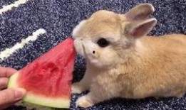 猎奇兔吃瓜,揭秘娱乐圈背后的秘密