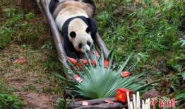 熊猫盲盒吃瓜,揭秘网红“吃瓜”背后的秘密