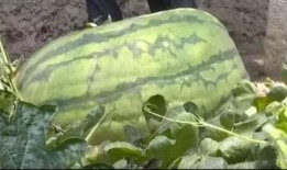 坐山吃瓜,闲来吃瓜谈