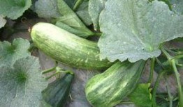 吃酥瓜的季节,尽享清凉美味时光