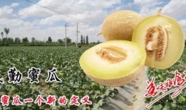 吃蜜瓜歌曲,蜜瓜飘香——探寻吃蜜瓜歌曲背后的故事