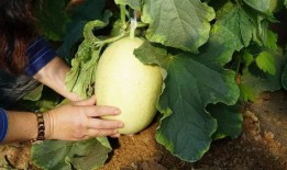 吃瓜带回家,揭秘瓜果美食的诱惑与魅力