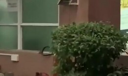 辽宁最新吃瓜新闻事件,揭秘某神秘事件背后真相