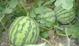 坐山吃瓜,闲来吃瓜谈