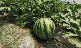 今天早上吃瓜,揭秘娱乐圈最新八卦风云